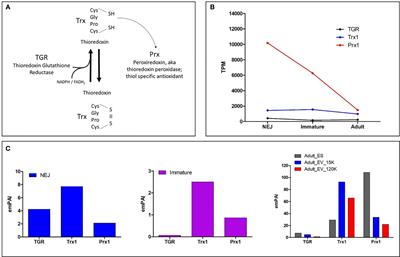 Autonomous Non Antioxidant Roles for Fasciola hepatica Secreted Thioredoxin-1 and Peroxiredoxin-1